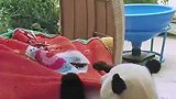 大熊猫睡觉盖被子