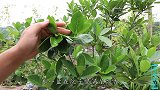 栀子花掉花苞的烦恼，教你快速解决，再也不用再担心