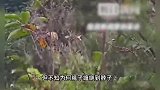 28岁男子爬树取蜂蛹,被自带绳子缠住脖颈意外身亡,村干部回应