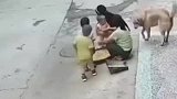 流浪狗袭击小孩，家狗立刻飞扑过去保护孩子
