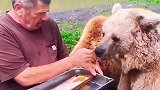 饲养员给小棕熊喂食蜂蜜！蜂蜜什么的最喜欢了，一起玩吧