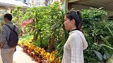 农家小院整理完毕，苹果妹和阿龙逛花市，买一些绿植装饰新家