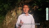 艾草采摘有讲究现在正当时，正宗艾叶长这样，为啥受追捧答案来了