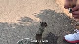 小松鼠问路人讨要水，看见这么可爱的它，路人也忍不住给它水喝