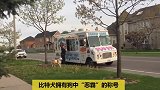 这只号称狗中“恶霸”的比特犬，有一个特殊的爱好！