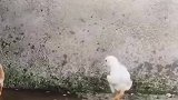 这只小鸡生来就不凡，走起路来傲气