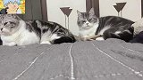 狸花猫兄弟，这尾巴挺不错啊！