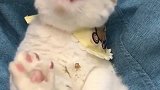 猫：小鱼干吃完了，还有没有！