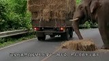 货车拉着大象在路上狂奔，眼前突然出现红灯，下一秒千万憋住笑！