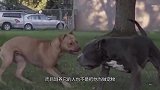 比特犬为何被列为禁养犬？威力究竟如何？看完不寒而栗！