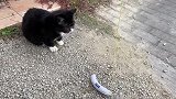 猫咪：当我是傻子？