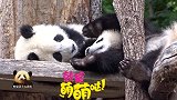 两只熊猫宝宝一起进入甜蜜的梦，梦里还要吃手手的小可爱萌到爆