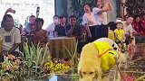 狗狗克服对玻璃的恐惧，登台为主人送婚戒