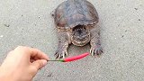 拿个辣椒给鳄鱼龟吃，看看它什么反应，会不会辣
