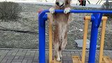 现在的狗狗像小孩一样什么都会玩，而且学东西非常快！
