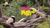 精力旺盛的熊猫宝宝梦圆和梦想，时刻准备打一场萌架，好可爱