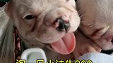 淘一只法牛800，精挑细选宠物市场选狗