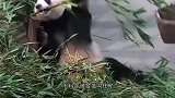 两只熊猫宝宝追逐爬树，突然啪一声树断了，场面有些尴尬