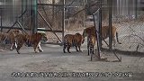 水池正在漏水，小老虎不停堵水，把游客都笑坏了