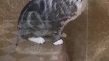 猫：铲屎的，怎么不给我头上挤点沐浴露啊！