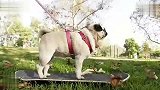 旅游-巴哥犬上路滑板表演