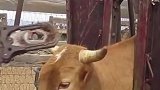 西班牙的公牛都要剪掉牛角，为什么呢？