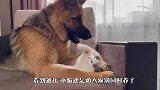 主人把德牧猫咪关在家里，这俩家伙会干啥？主人肠子要悔青了