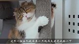 猫咪看到老虎时会“认亲”，还是会害怕？镜头记录搞笑全过程