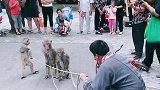 猴子跳舞了。