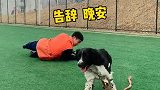 假如训导员突然晕倒搜救犬的反应