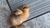 小鸡临死前为什么会双腿一蹬