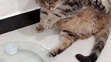 告诉你多少次了，不要给猪染色！