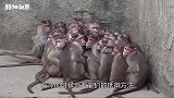 猴子抱团取暖，小猴子插队跳到里边，结果猴群看不惯了