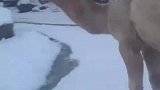 骆驼第一次看到雪，一看就很开心