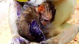 小猴子受伤太重，痛得难受嘴里发出痛苦的哭声