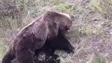 棕熊捕杀黑熊