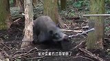 野猪被十几条猎犬包围，为了保命它使出大招，网友：还真管用！