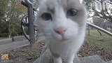 路上遇到一只流浪猫，走进一看是布偶猫，小可怜跟我回家吧
