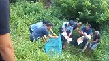 广东：3点.5米长巨蟒缠死初生小牛，母牛哀嚎不肯离去