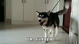 一看我们家的二哈就是健身达人，那动作太逗了