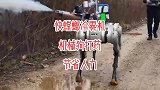 快螳螂冷雾机，用机器狗打药，大大节省了人力