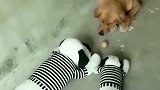 金毛, 敌不动, 我不动, 耐力这块没狗能赢过我