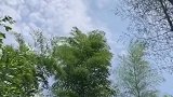 随风飘扬，静静自己的心