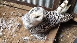 猫头鹰正在孵蛋，主人非要摸一下，猫头鹰：你行那你孵吧！
