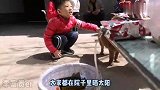 主人带泰迪回农村老家，小朋友们争着抢着和泰迪玩，泰迪受宠若惊