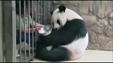 大熊猫妈妈向你演示最伟大的“母爱”，熊猫宝宝内心崩溃