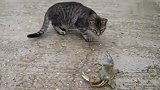 螃蟹举着两个钳子跟猫咪拼了，你们敢碰我，我就夹到你们求饶