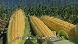 “玉米”遇上1000℃小铁球，能碰撞出爆米花吗？