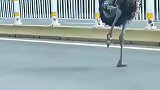 一只鸵鸟在马路上飞奔，目击者表示，跟了有五六公里