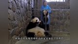 大熊猫宝宝打妈妈，结果被熊猫妈妈摁着一顿打，场面笑翻了